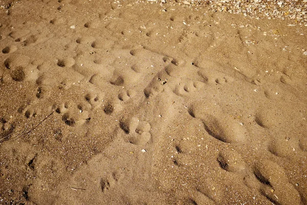 Impronte Zampe Impronte Zampe Nella Sabbia Della Spiaggia Che Creano — Foto Stock