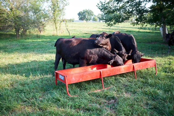 Πεινασμένες Αγελάδες Βοοειδών Που Τρέφονται Συμπληρώματα Διατροφής Από Μια Κόκκινη — Φωτογραφία Αρχείου