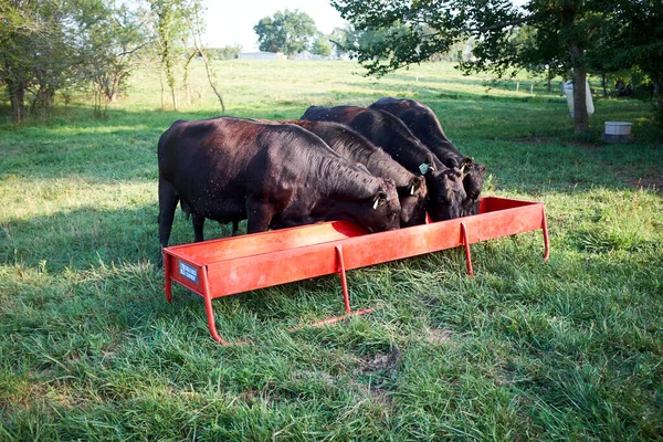 Αγέλη Μαύρων Αγελάδων Που Τρέφονται Από Μια Κόκκινη Μεταλλική Γούρνα — Φωτογραφία Αρχείου