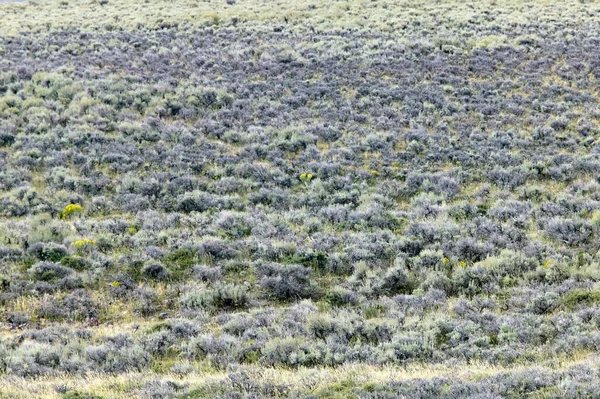 Półpustynny Krajobraz Polny Południowo Zachodnim Wyoming Nisko Położonymi Krzewami Krzewami — Zdjęcie stockowe