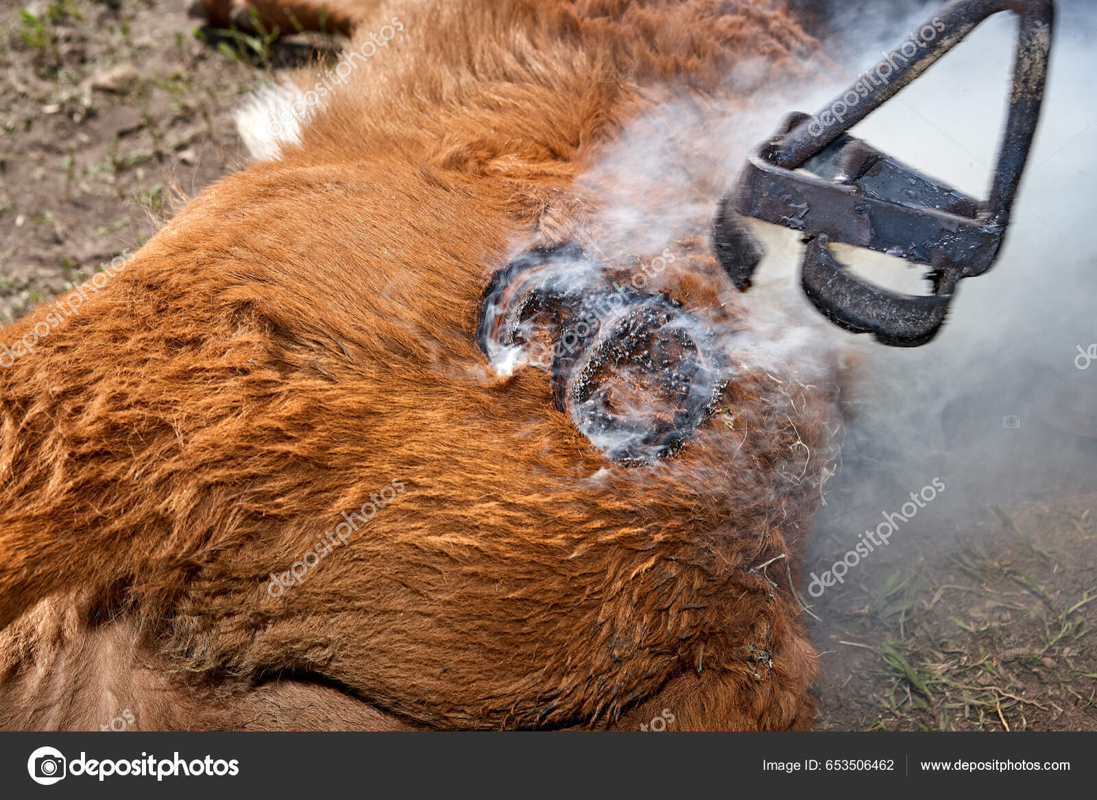 Hot Branding Iron Brands Calf Steer Ranch Stock Photo by ©colbylysne  653506462