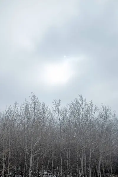 Inverno País Das Maravilhas Geada Geada Árvores Cobertas Norte Dakota — Fotografia de Stock