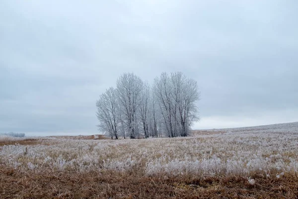 Invierno Maravilla Hoar Heladas Cubierto Árboles Norte Dakota — Foto de Stock