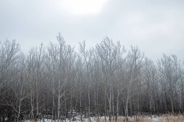 冬季仙境白霜覆盖着北达科他州的树木 — 图库照片