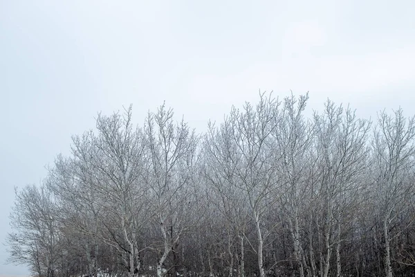 Winterwunderland Raureif Bedeckte Bäume Nord Dakota — Stockfoto