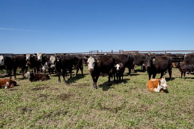 Güneşli bir bahar gününde Kansas Flint Hills 'te siyah kel sığır eti.