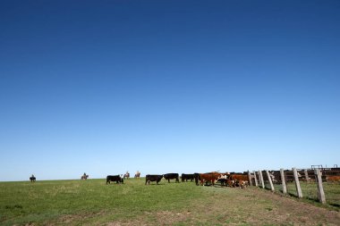 Çiftlik hayvanları, otlaklarda otlatılır.