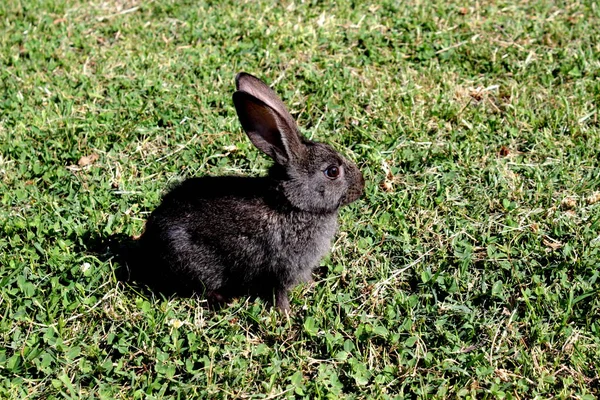 Lindo Bebé Conejo Verde Hierba — Foto de Stock