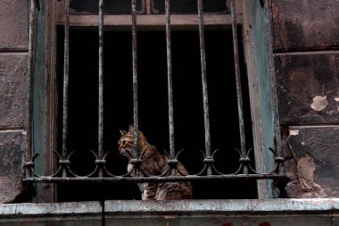 Duvarda oturan bir kedi Kafesteki ahşap çitle.