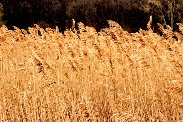 Крупный План Золотого Пшеничного Поля — стоковое фото