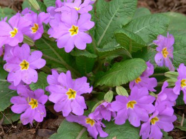 Bahçedeki güzel çiçekler