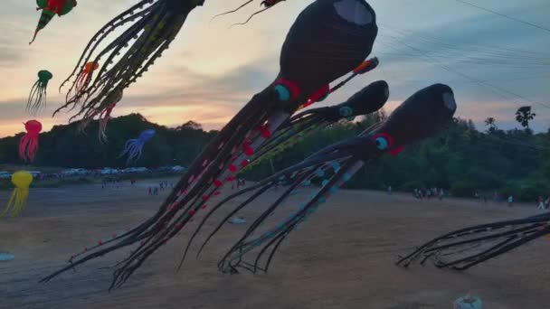 Toto Podmanivé Video Představuje Fascinující Ukázku Chobotnicových Draků Kteří Létají — Stock video