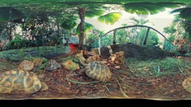 Bu bir hayvanat bahçesindeki kaplumbağa muhafazasının 360 derecelik bir videosu. Videoda yerde sürünen ve yemek yiyen farklı boyutlarda birkaç kaplumbağa görülüyor. Toprak toprakla kaplı.