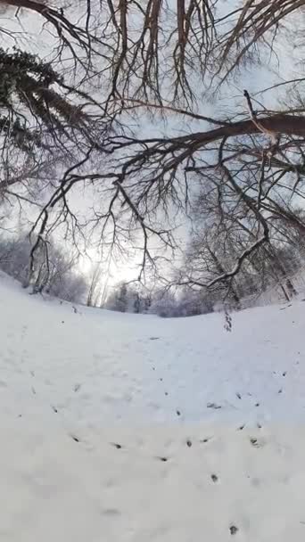 Egy 360 Fokos Videó Egy Havas Erdőről Videó Első Személyben — Stock videók
