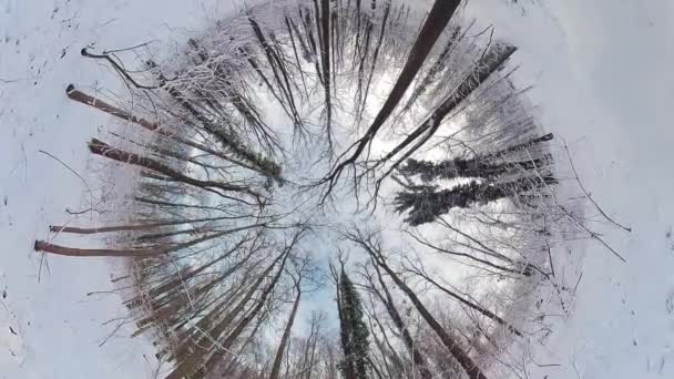 Embárcate Cautivador Viaje Través Impresionante Bosque Nevado Este Video Realidad — Vídeo de stock