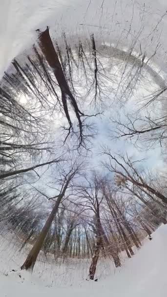 在这个充满魅力的360度视频中 在宁静的冬季森林中进行迷人的旅行 静谧的环境展现了茂密的参天大树林 上面点缀着一床素净的树毛毯 — 图库视频影像
