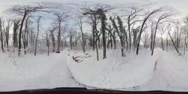 この360度のビデオで 穏やかな雪に覆われた森を巡る魅惑的な仮想旅に出かけます 没入感あふれる映像は あなたをワインの森の中心に運び込んでくれます — ストック動画