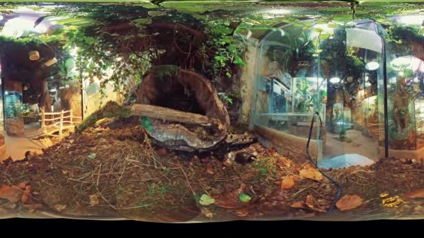 トロピカルテラリウム内のバーチャルツアーに参加し 緑豊かな熱帯雨林の活気に満ちた色に身を浸してください 360度のビューでは 地下水族館の隅々を探索することができます — ストック動画