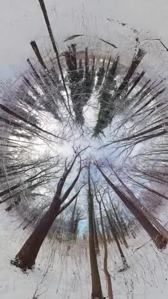 Embarque Uma Viagem Cativante Através Uma Floresta Inverno Tirar Fôlego — Vídeo de Stock