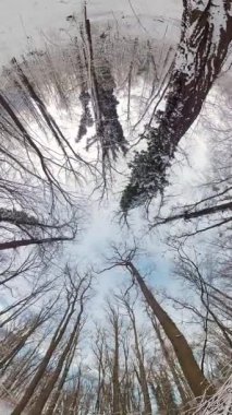 Huzurlu bir kış ormanında bu 360 derecelik videoda büyüleyici bir yolculuğa çıkın. Video eşsiz bir perspektif sunuyor. Sanki karlı zeminde uzanmış, gökyüzüne bakıyormuşsun gibi.
