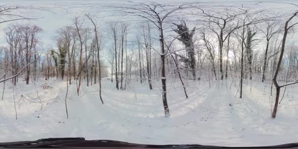 この360度のビデオで 穏やかな雪に覆われた森を巡る魅惑的な仮想旅に出かけます 没入感あふれる映像は あなたをワインの森の中心に運び込んでくれます — ストック動画