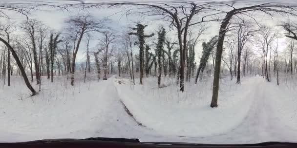 Захоплююча Віртуальна Подорож Через Тихий Сніговий Ліс Цьому 360 Градусному — стокове відео