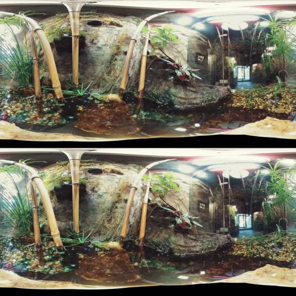 在360度的热带雨林中进行一次虚拟的游览 郁郁葱葱的树叶 奇异的植物和层叠的瀑布创造了一种宁静而沉静的体验 你会觉得自己像 — 图库视频影像