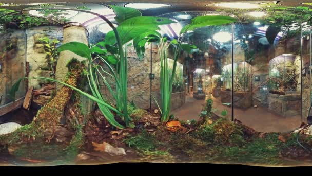 熱帯雨林の鮮やかなアリウムの中でバーチャルツアーに参加し 緑豊かなエキゾチックな植物を近くで体験してください 360度のビューでは あらゆる角度から環境を探索することができます — ストック動画