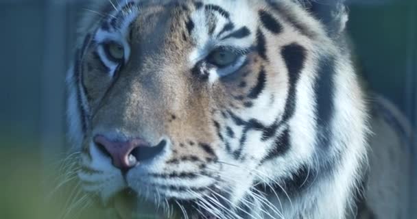 Обійми Надзвичайну Подорож Зачаровуючий Світ Сибірського Тигра Найбільшого Котячого Виду — стокове відео