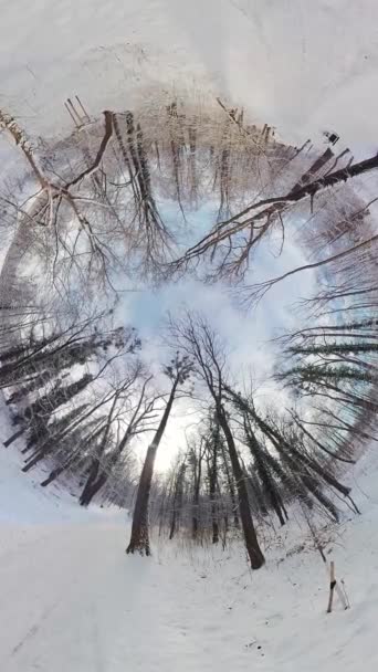 Questo Video 360 Gradi Una Foresta Innevata Video Stato Girato — Video Stock