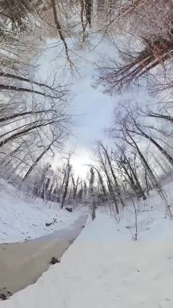在白雪覆盖的森林和结冰的河流中平静地漫步 伴随着轻柔的鸟儿鸣叫 这段视频提供了一个宁静和沉浸的体验 捕捉了大自然的美丽 — 图库视频影像