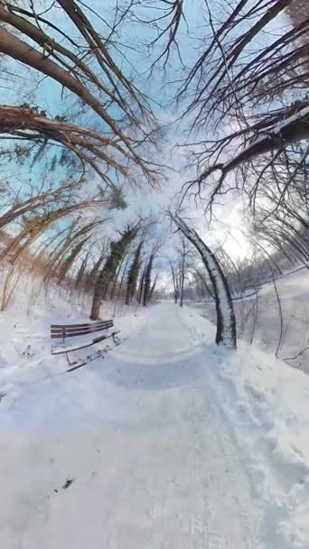 Ξεκινήστε Ένα Μαγευτικό Ταξίδι Μέσα Από Ένα Γαλήνιο Χιονισμένο Δάσος — Αρχείο Βίντεο