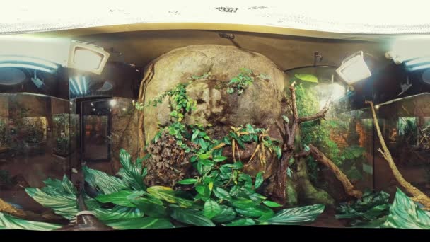 この素晴らしい360度のビデオで熱帯雨林地下水族館内のバーチャルツアーに参加してください ユールは緑豊かな植物 滝をカスケードし トカゲを含むさまざまな動物を見ます — ストック動画
