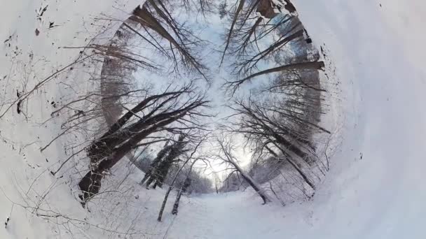 360 Derecelik Sanal Gerçeklik Videosunda Sakin Bir Kış Ormanında Büyüleyici — Stok video