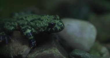Bu videoda, bir taşın üzerinde oturan bir kurbağa görebilirsiniz. Kurbağa yeşildir ve siyah benekleri vardır. Yaklaşık 5 cm uzunluğunda ve yuvarlak bir vücudu var. Kurbağa taşın üzerinde sessizce oturur ve etrafına bakar. Öyle görünüyor.
