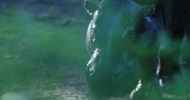 Крупный План Бегемота Дикой Природе Гиппопотамус Является Крупным Полуводным Млекопитающим — стоковое видео