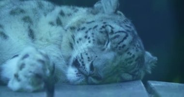 Bir kar leoparı bir kayanın üzerinde uyuyor. Leopar kuyruğunu pençelerine dolamış bir şekilde kıvrılır. Kürkü siyah benekli, kalın ve beyazdır. Kaya gridir ve pürüzlü bir dokusu vardır. Şey...