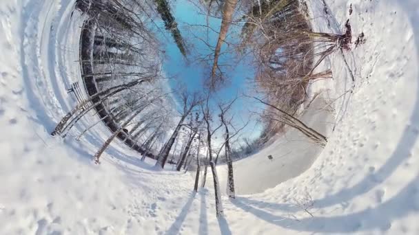 Отправляйтесь Увлекательное Путешествие Безмятежному Снежному Лесу Этом 360 Градусном Видео — стоковое видео