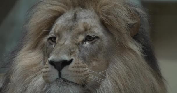 Este Vídeo Apresenta Olhar Perto Pessoal Para Rosto Leões Leão — Vídeo de Stock