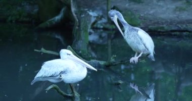 Bir daldaki iki pelikanın videosu. Pelikanlar beyaz ve uzun gagaları var. Onlar bir su kütlesindeki bir dalın üzerinde duruyorlar. Su gökyüzünü ve kıyıdaki ağaçları yansıtıyor. Şey...