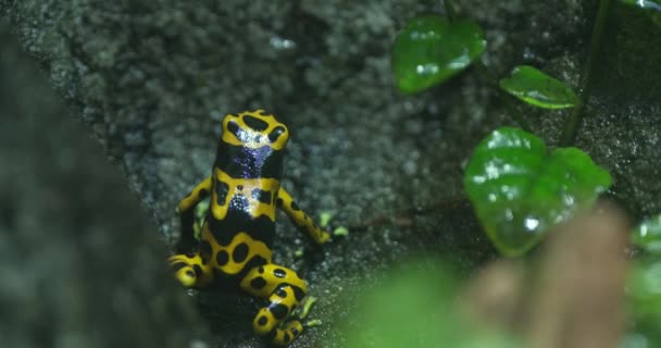 Yağmur Ormanlarındaki Altın Zehirli Kurbağasının Videosu Kurbağa Planda Bir Kayanın — Stok video