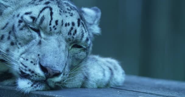 Questo Video Mostra Primo Piano Leopardo Delle Nevi Che Dorme — Video Stock
