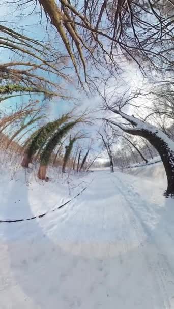 Vydejte Podmanivou Cestu Klidným Zasněženým Lesem Tomto Podmanivém Videu Měkký — Stock video