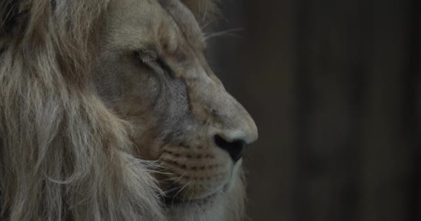 Este Vídeo Apresenta Close Uma Face Leões Leão Está Olhando — Vídeo de Stock