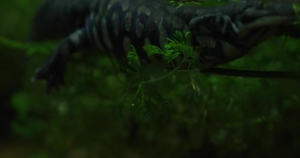 Video Mostra Axolotl Tipo Salamandra Che Nuota Una Vasca Con — Video Stock