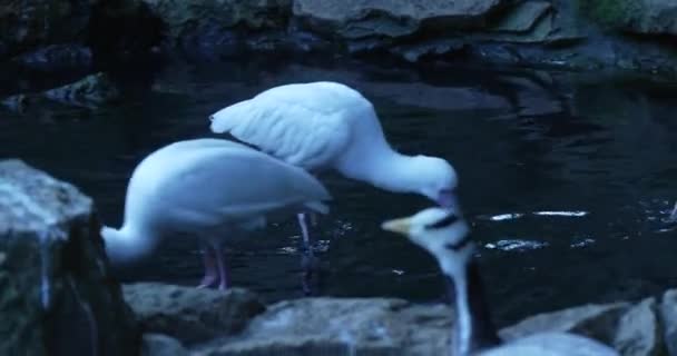Group Five White Ibises One Duck Standing Shallow Water Edge — Stock Video