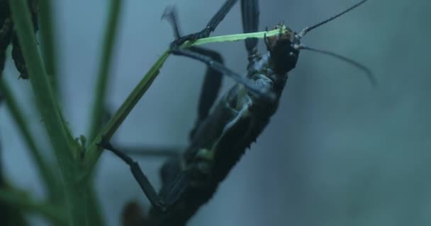 Este Video Muestra Insecto Palo Comiendo Hojas Insecto Palo Marrón — Vídeos de Stock