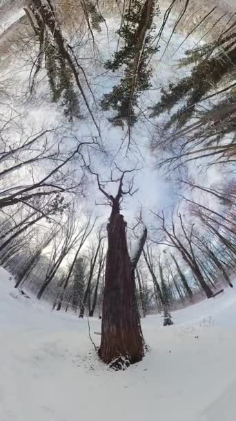 Questo Video 360 Gradi Una Foresta Innevata Video Stato Girato — Video Stock