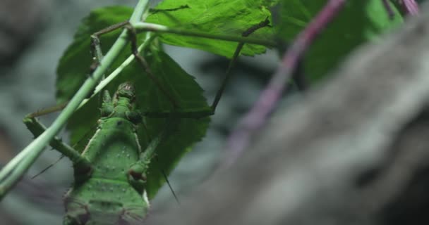 Denna Naturvideo Visar Grön Pinne Insekt Gren Insekten Väl Kamouflerad — Stockvideo