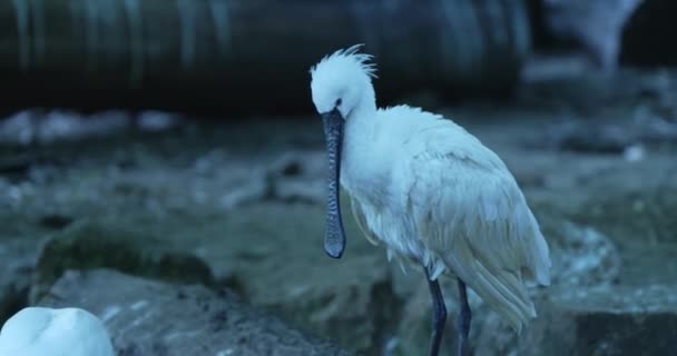 Video Muestra Primer Plano Pájaro Blanco Preparando Sus Plumas Pájaro — Vídeo de stock